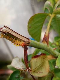 Close-up of insect on plant