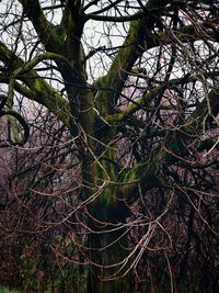 Low angle view of bare tree in forest