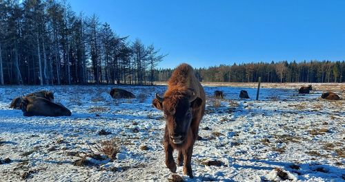 View of horse on snow covered field