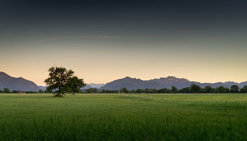 Scenic view of agricultural field against sky during sunset