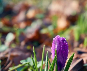 Close-up of purple flowering plant