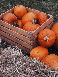 High angle view of pumpkins on field