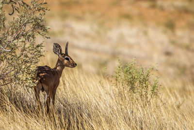 Steenbok male standing under bush shadow in kruger national park, south africa