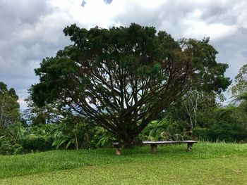 Low angle view of trees against sky