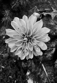 Close-up of flower blooming outdoors