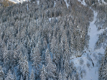 High angle view of snow covered tree