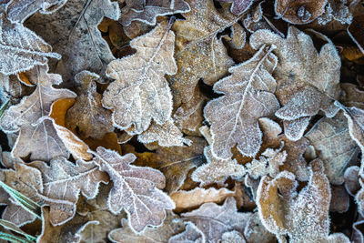 Full frame shot of frozen oak leafes on the ground