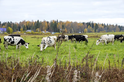 Cows grazing in a field