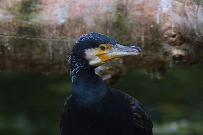 Close-up of a bird looking away