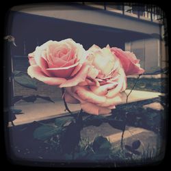 Close-up of rose blooming outdoors