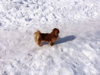 High angle view of dog on snow field