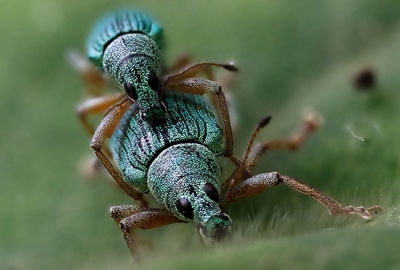 Close-up of insect on flower