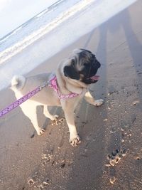 High angle view of dog on beach