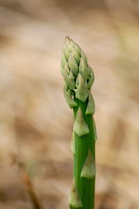 Close-up of green leaves