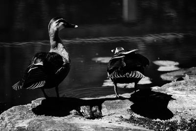 Close up of birds