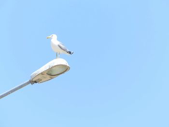 Low angle view of seagull perching on clear blue sky