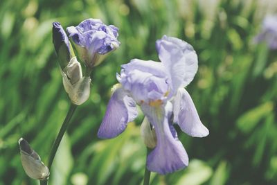 Close-up of purple flowers