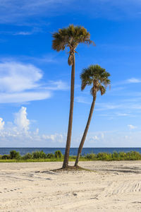 Palm tree on sand against sky