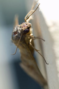 Close-up of moth insect