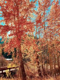 Trees growing in forest during autumn