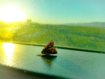 Close-up of butterfly on leaf