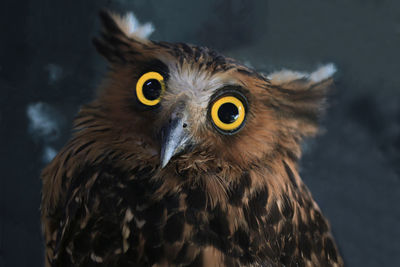 Close-up portrait of owl