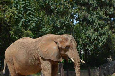 Close-up of elephant