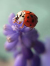 Close-up of plant against blurred background