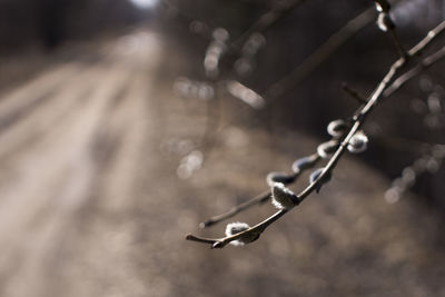 Close-up of chain on plant