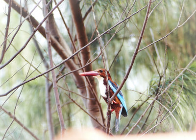 Close-up of bird perching on branch