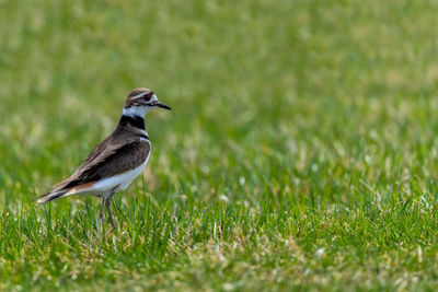 Close-up of bird on grass