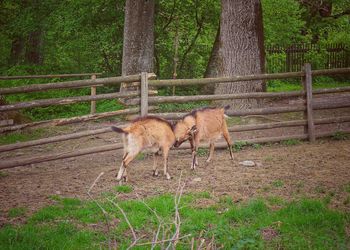 Lion standing on field against trees