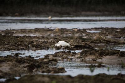 View of bird on beach