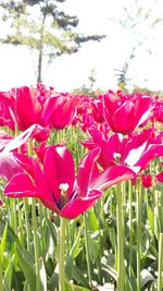 Close-up of red flowers blooming outdoors