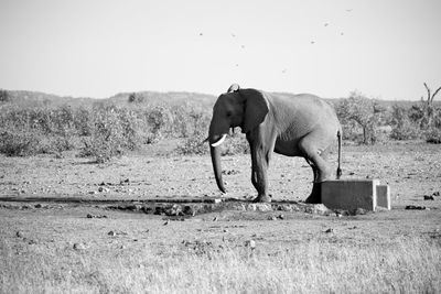 Side view of elephant on field against sky