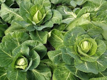 Directly above shot of cabbages growing on field