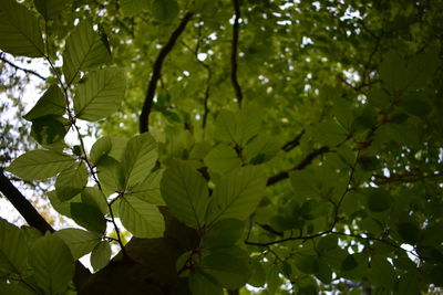 Low angle view of tree