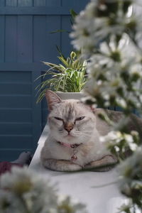 Cat sitting on a potted plant