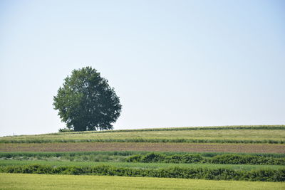 Tree on field against clear sky