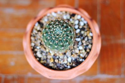 Directly above shot of succulent plant on table