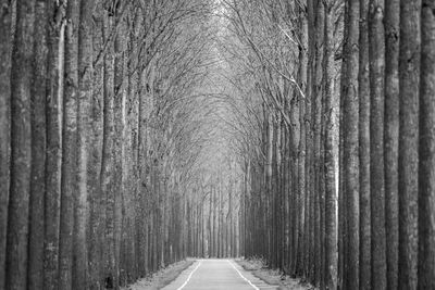 Empty road amidst trees