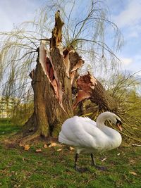 View of a bird on field