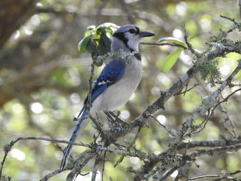 Low angle view of bird perching on tree