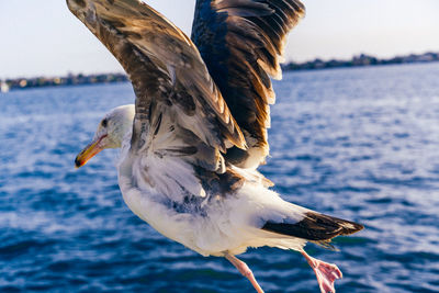 Close-up of seagull flying over sea against sky