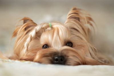 Close-up portrait of dog