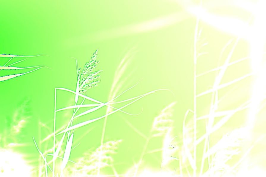 growth, plant, sun, leaf, nature, sunlight, sunbeam, close-up, beauty in nature, stem, lens flare, green color, growing, focus on foreground, field, freshness, tranquility, fragility, day, outdoors