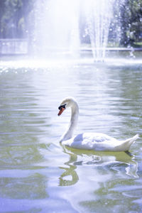 Swan swimming in lake