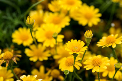 Close-up of yellow flowering plant on field