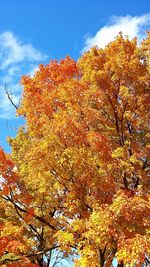 Low angle view of trees against sky