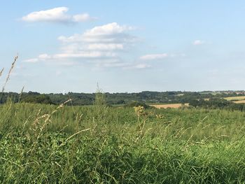 Scenic view of grassy field against sky